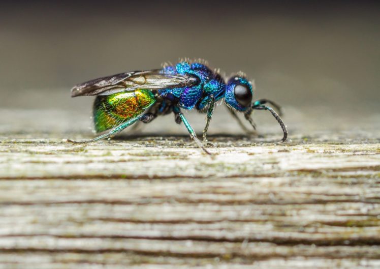 mosca, Azul, Insecto, Animales HD Wallpaper Desktop Background