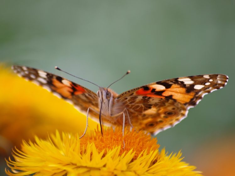 mariposa, Monarca, Flor, Insecto HD Wallpaper Desktop Background