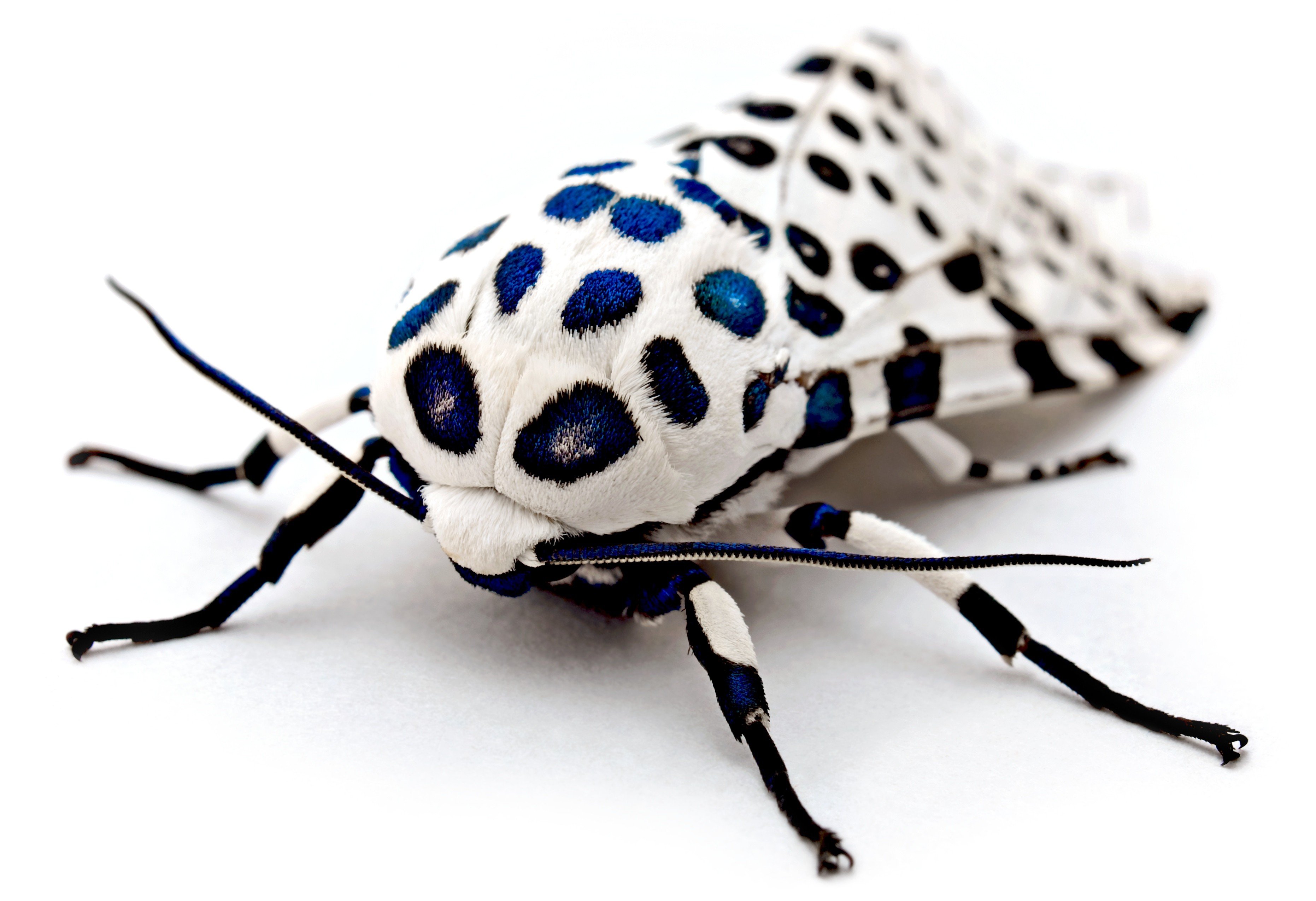 mariposa, Nocturna, Lunares, Negros Wallpaper