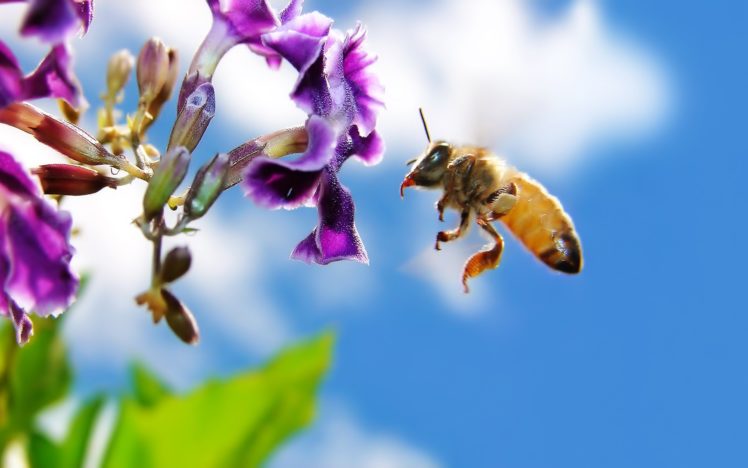 abeja, Flores, Insecto HD Wallpaper Desktop Background