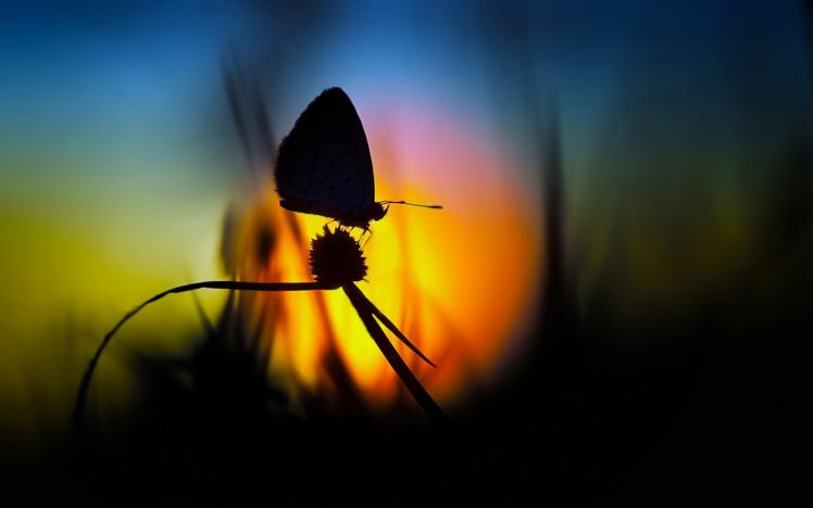 nature, Sun, Dawn, Flowers, Butterfly, Silhouette, Fields HD Wallpaper Desktop Background