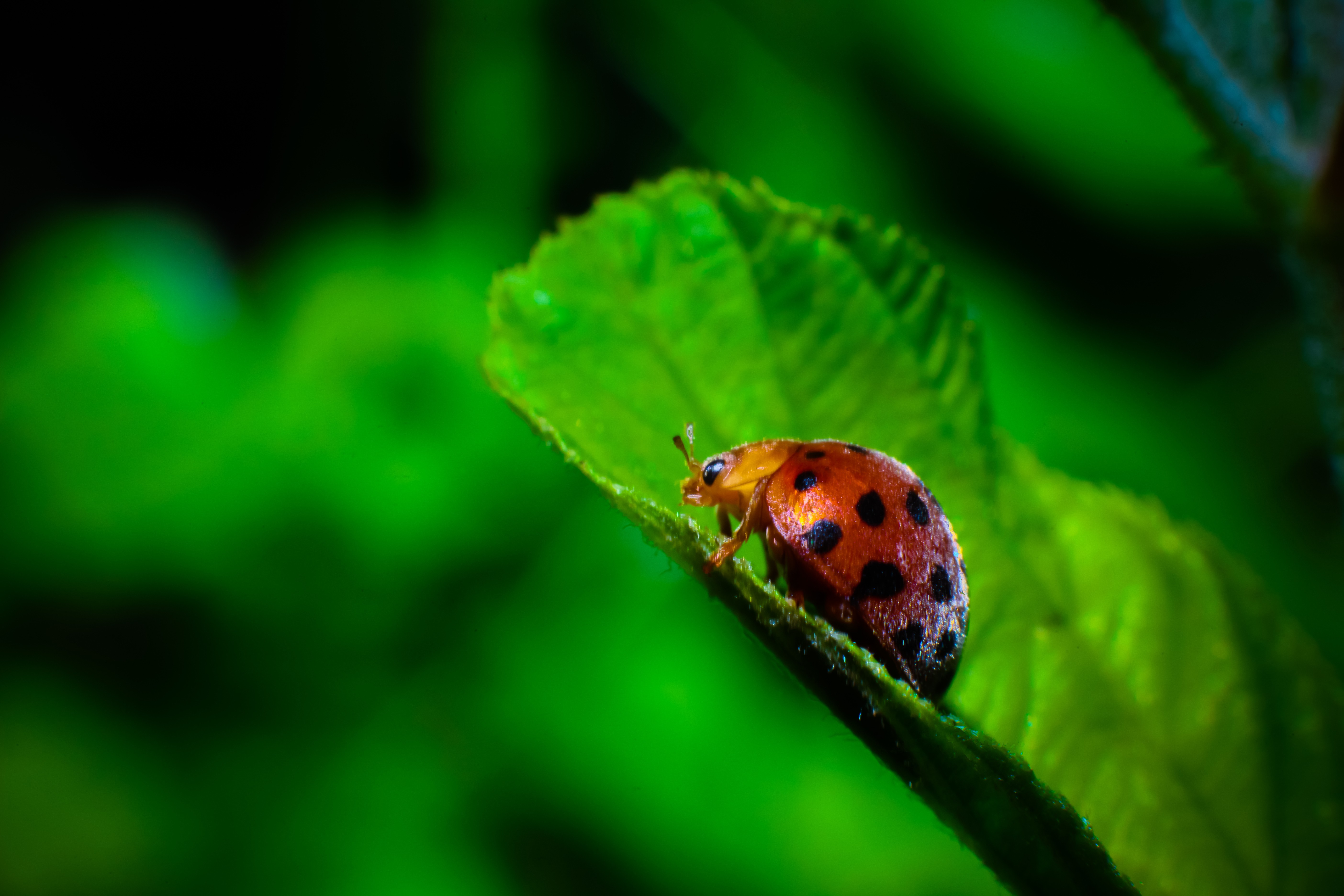 ladybug Wallpaper