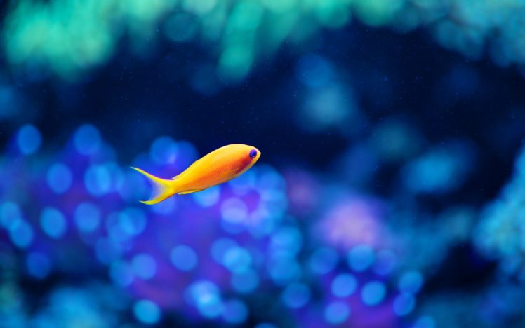 animals, Fish, Depth, Of, Field, Underwater, Water HD Wallpaper Desktop Background