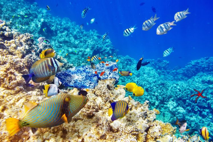 underwater, Sea, Fish, Photo, Manipulation HD Wallpaper Desktop Background