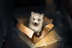puppies, Boxes, Animals, Dog, Artwork