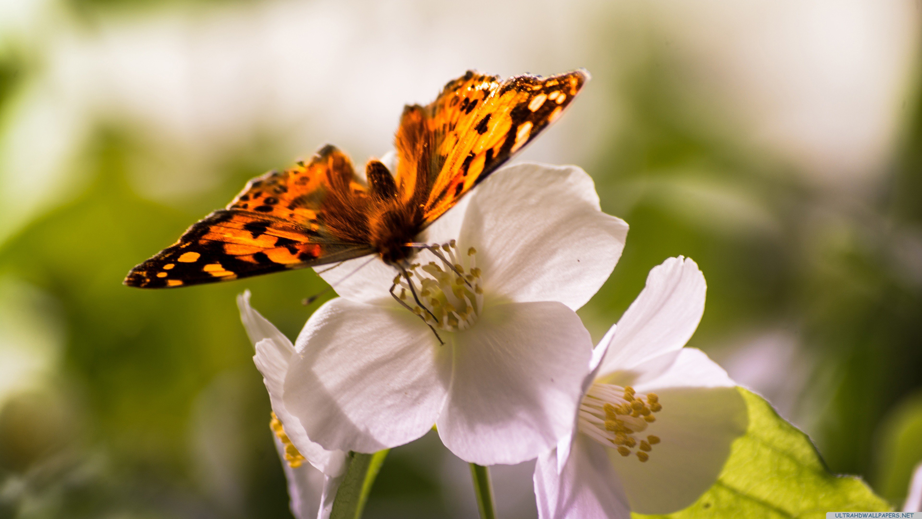 butterfly, And, Flowers 3840x2160 Wallpaper