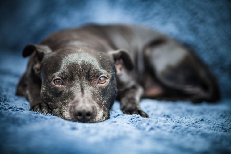 dog, Sleeping, Cushions, Looking, At, Viewer, Close, Up HD Wallpaper Desktop Background