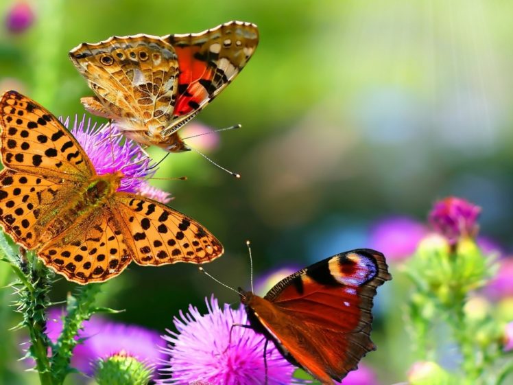 butterfly HD Wallpaper Desktop Background