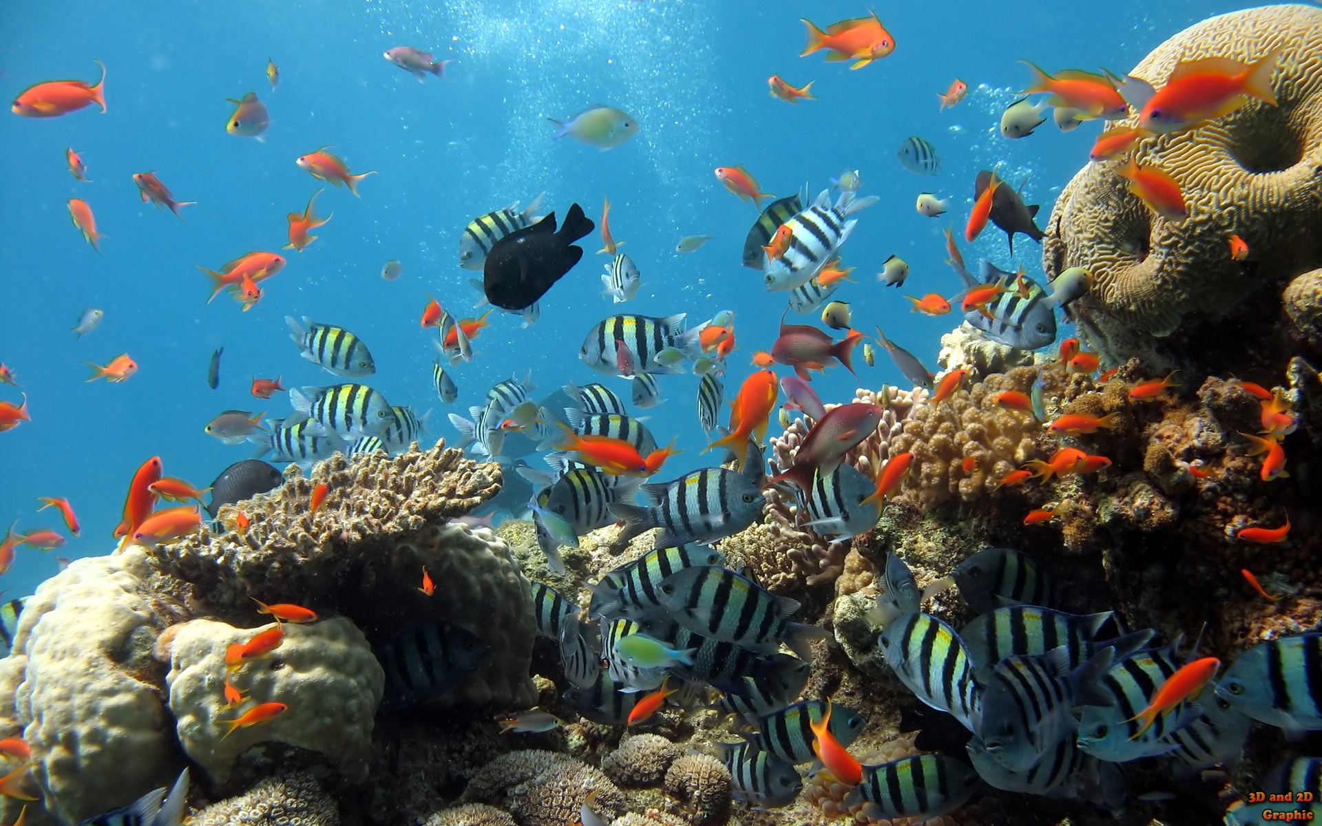 animals, Fish, Underwater Wallpaper