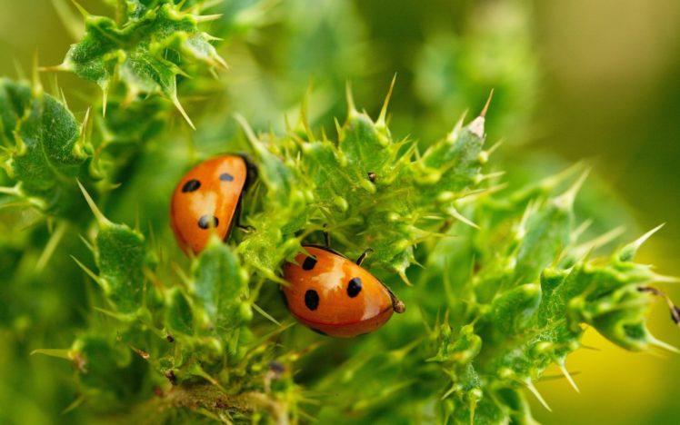 plant, Ladybugs, Macro, Ladybug HD Wallpaper Desktop Background
