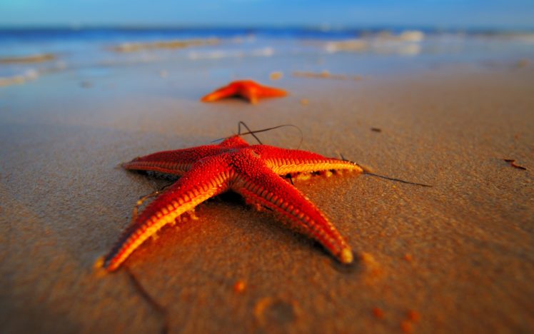 beach, Makro, Beach, Seastars, Seastars, Macro, Bokeh HD Wallpaper Desktop Background