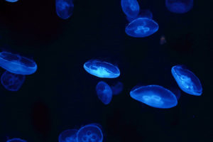 jellyfish, Blue