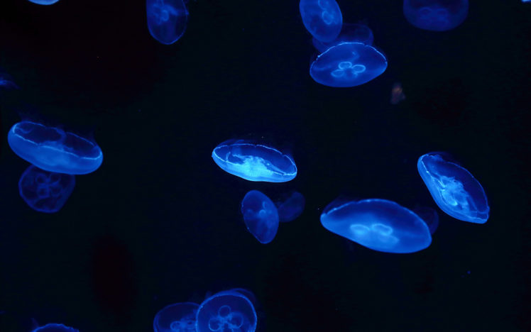 jellyfish, Blue HD Wallpaper Desktop Background
