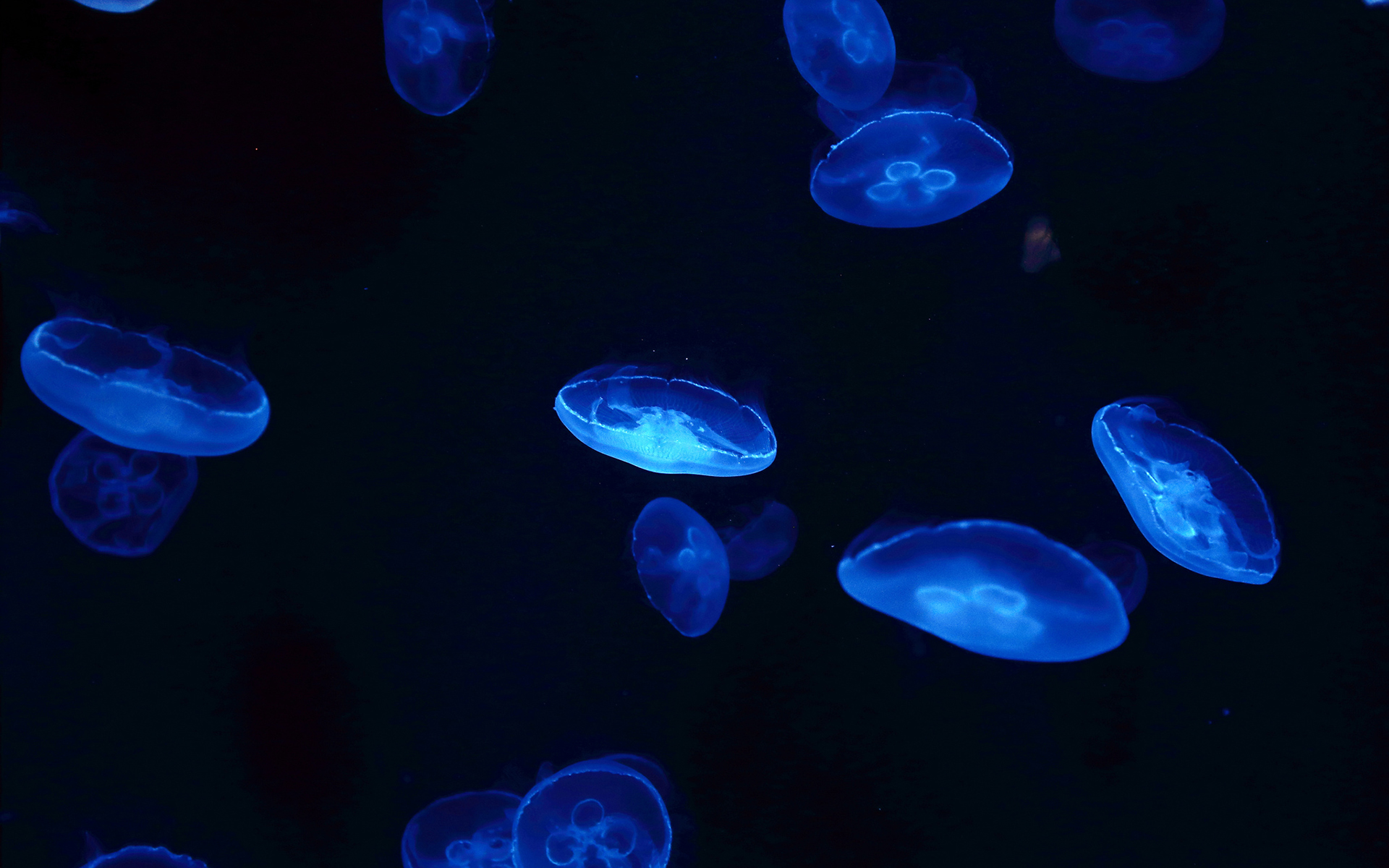 jellyfish, Blue Wallpaper