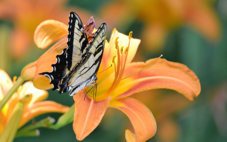 butterfly, Flower HD Wallpaper Desktop Background