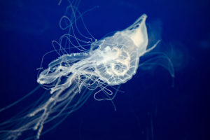 jellyfish, Underwater, Ocean