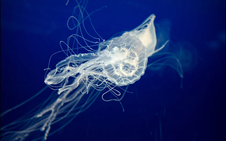 jellyfish, Underwater, Ocean HD Wallpaper Desktop Background