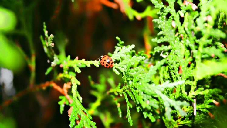 nature, Ladybirds HD Wallpaper Desktop Background