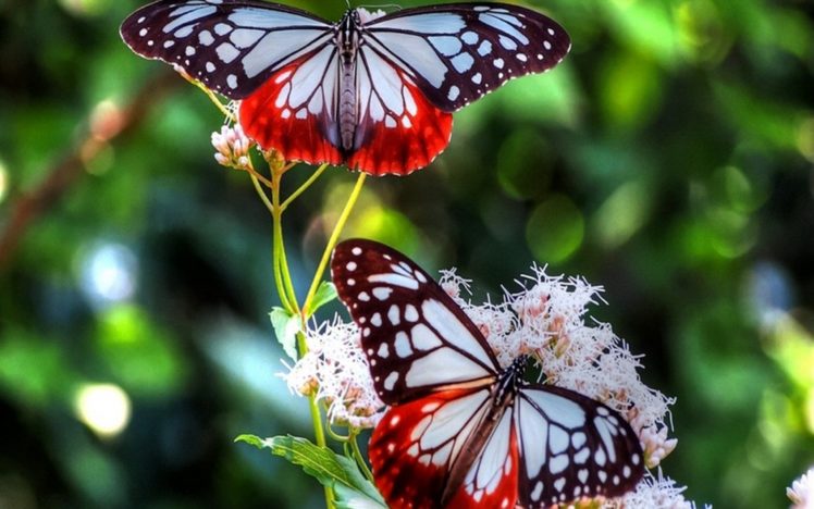 butterfly Wallpapers HD / Desktop and Mobile Backgrounds