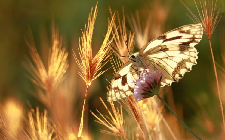 butterfly, Summer, Nature, Macro, Bokeh HD Wallpaper Desktop Background