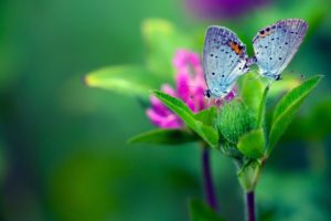 macro, Butterfly, Flower, Leaf, Background, Green