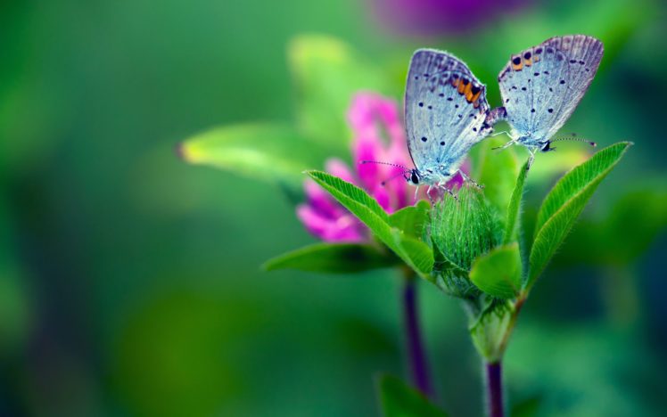 macro, Butterfly, Flower, Leaf, Background, Green HD Wallpaper Desktop Background
