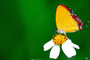 macro, Butterfly, Flower