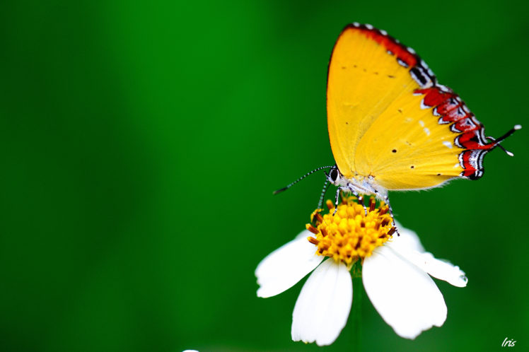 macro, Butterfly, Flower HD Wallpaper Desktop Background