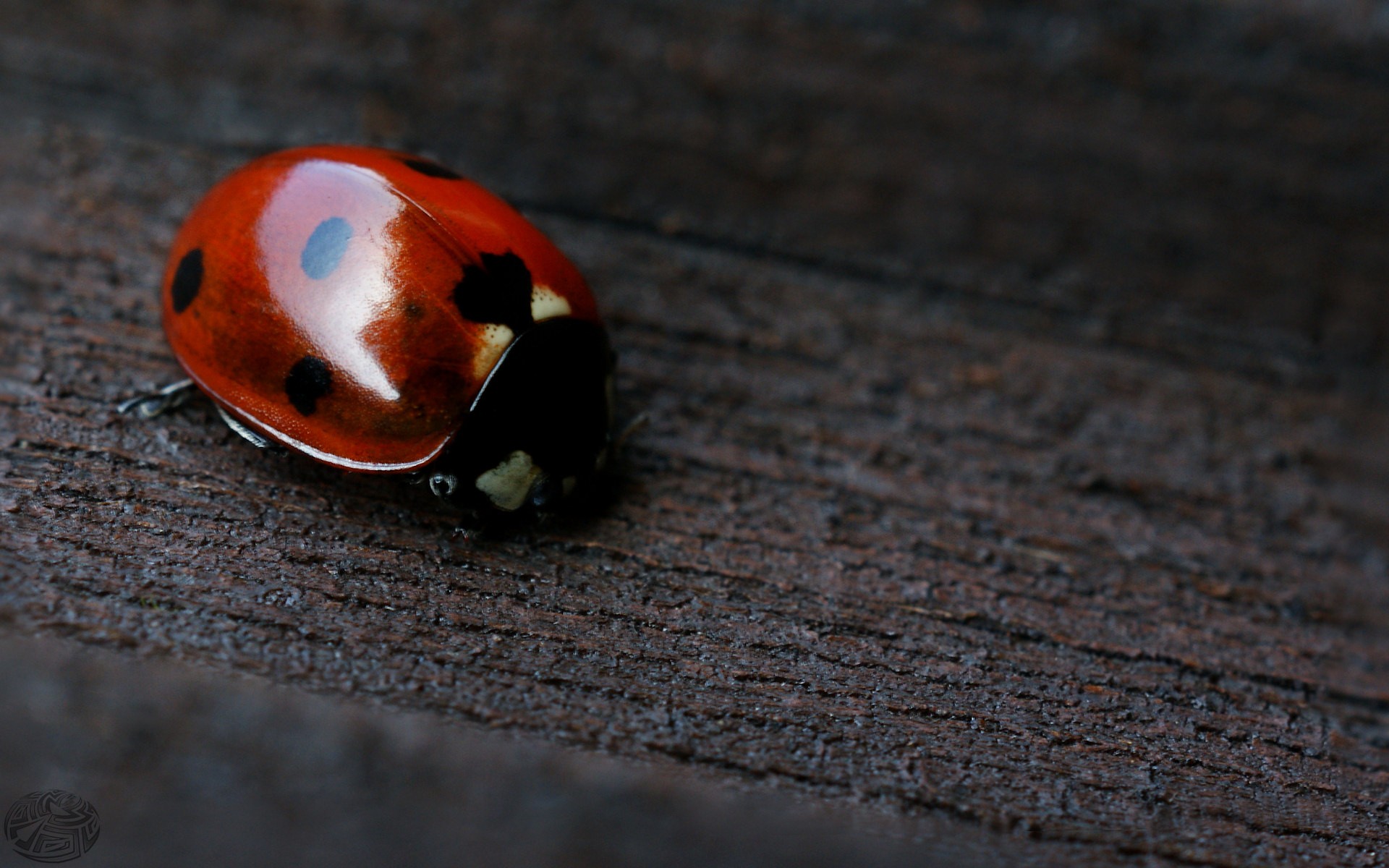 wood, Dots, Macro, Ladybirds Wallpaper