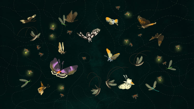 butterflies, Butterfly, Bokeh HD Wallpaper Desktop Background