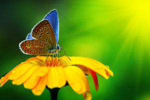 butterfly, Insect, Flower, Drops, Yellow, Green, Bright