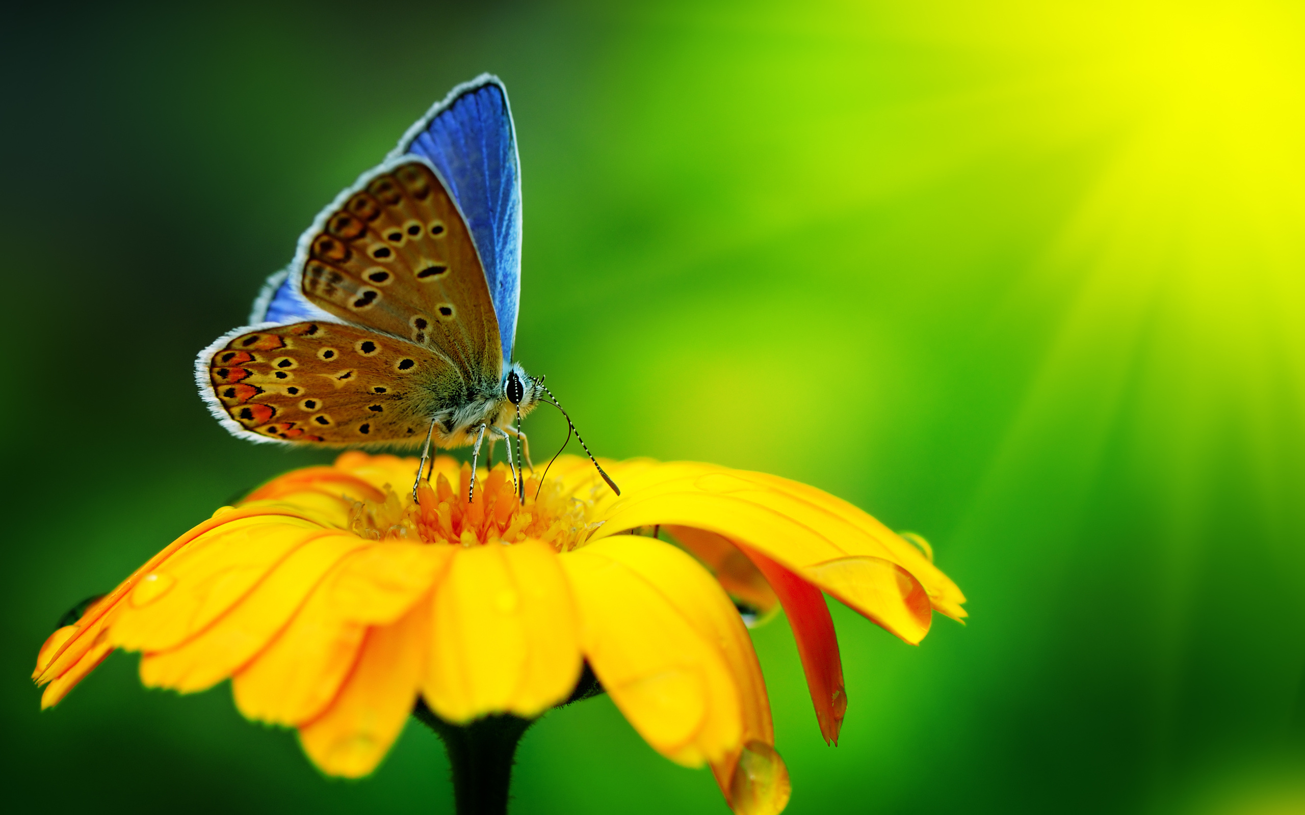 butterfly, Insect, Flower, Drops, Yellow, Green, Bright Wallpaper