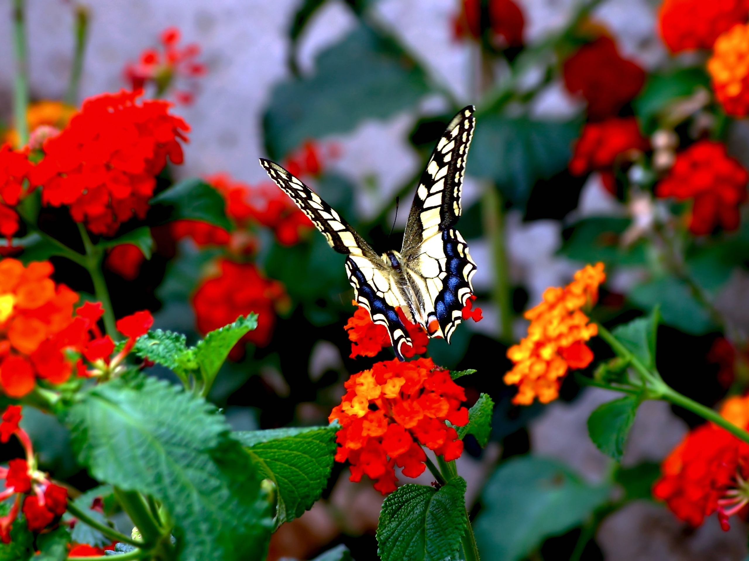 butterfly Wallpaper