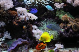 underwater, Aquarium, Fish, Coral