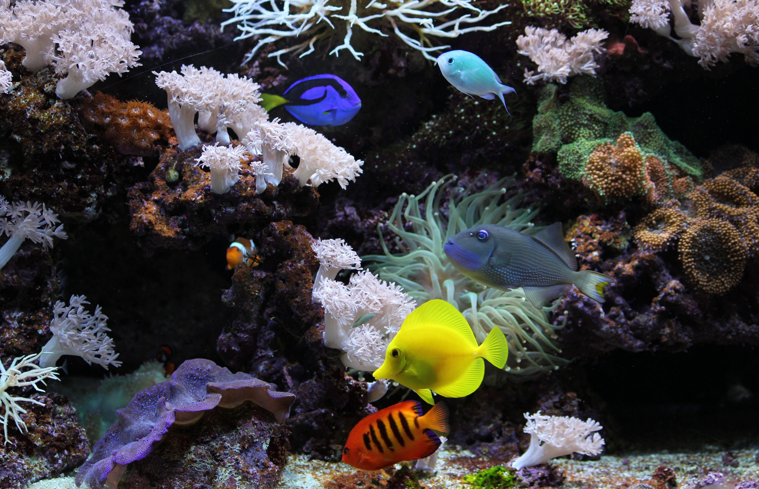 underwater, Aquarium, Fish, Coral Wallpaper