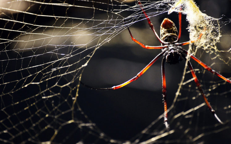 webs, Spiders, Web, Spider HD Wallpaper Desktop Background