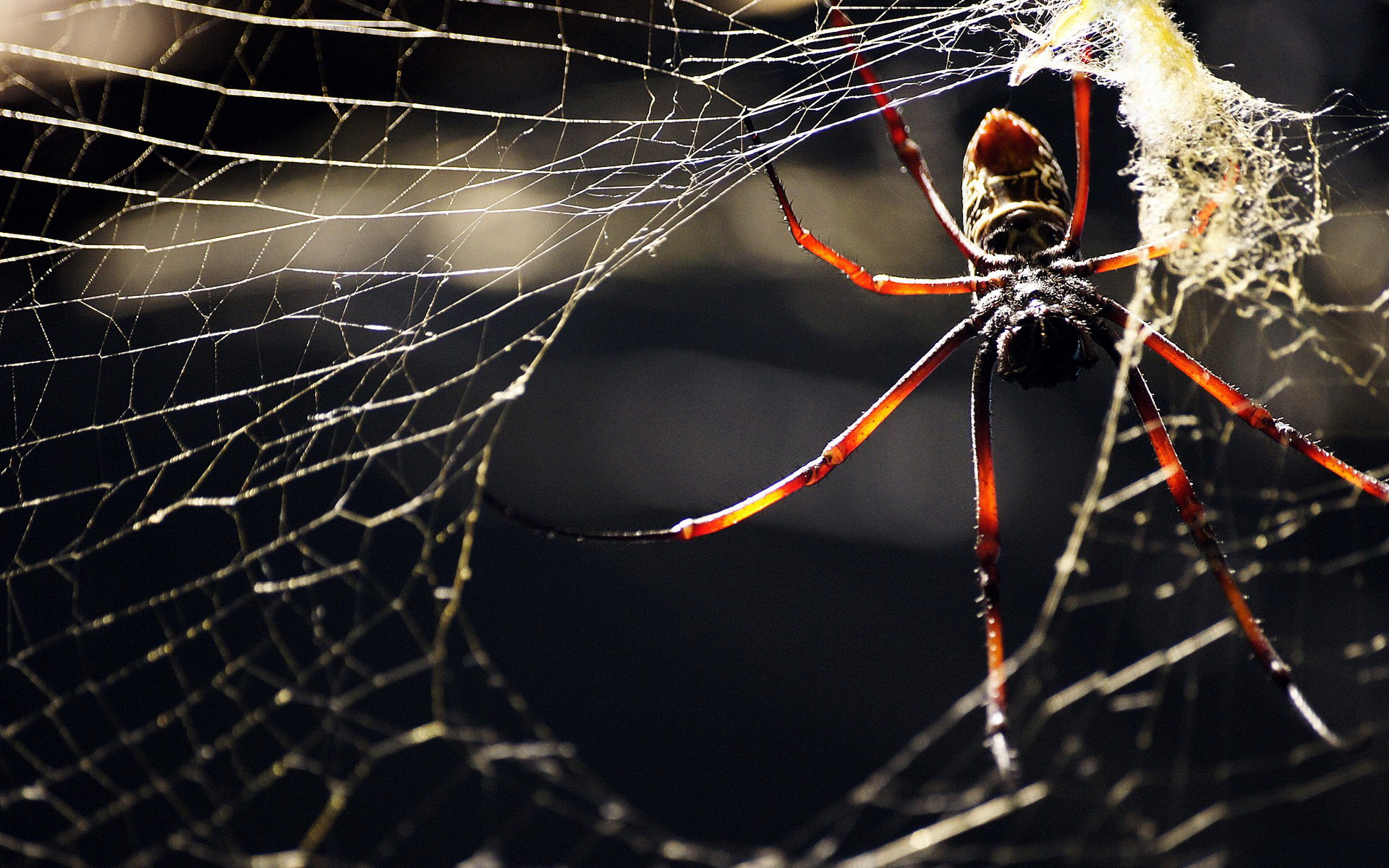 spider and web wallpaper 1920x1080