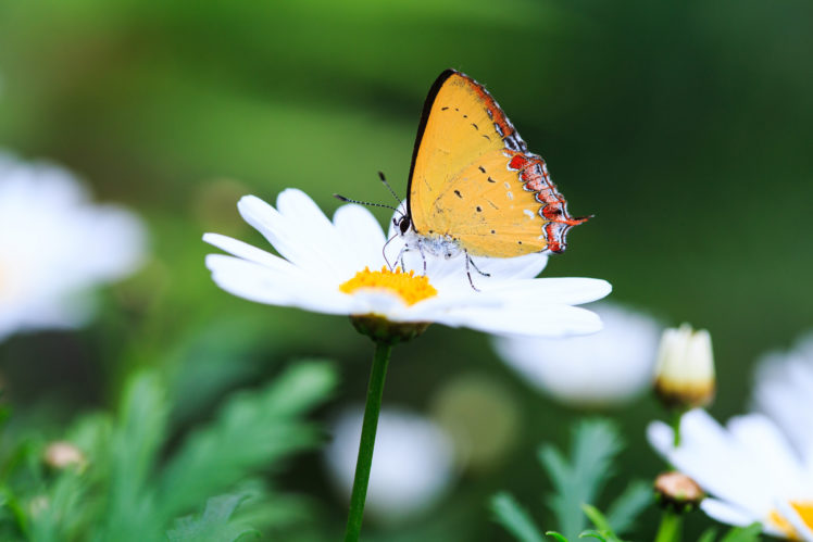 butterfly, Flowers, Daisy, Macro, Nature HD Wallpaper Desktop Background