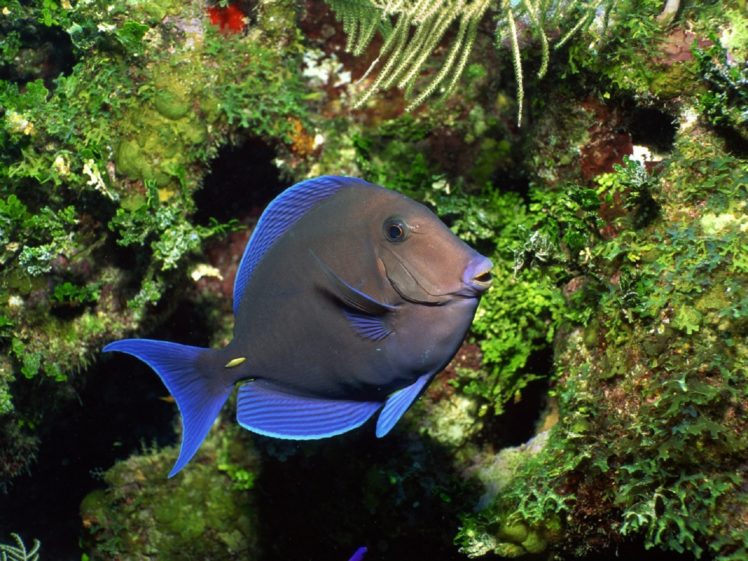 blue, Fish HD Wallpaper Desktop Background