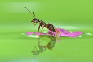 ant, Flower, Water, Reflection, Macro, Bokeh