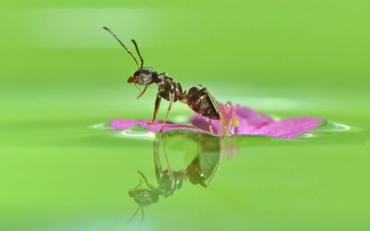 ant, Flower, Water, Reflection, Macro, Bokeh HD Wallpaper Desktop Background