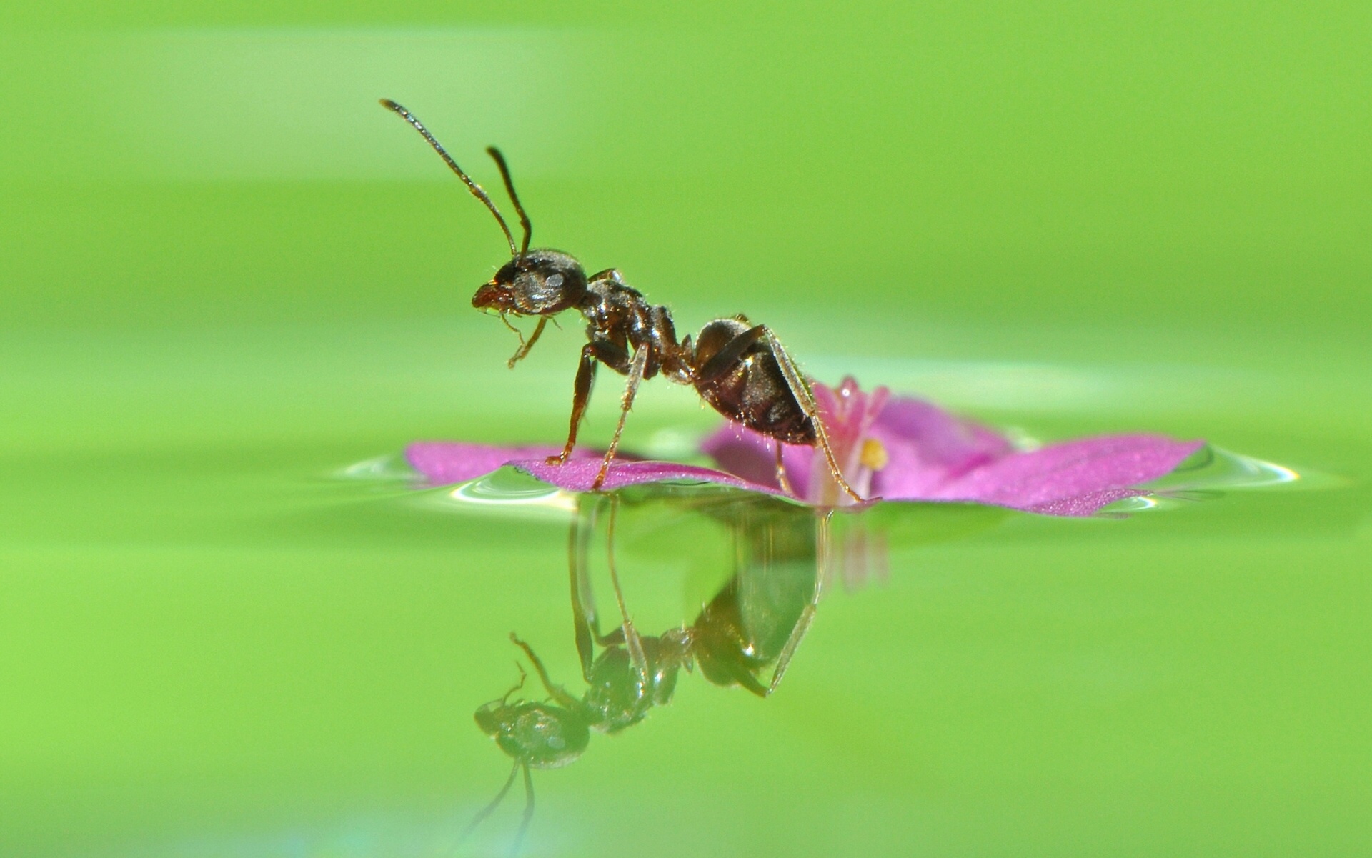 ant, Flower, Water, Reflection, Macro, Bokeh Wallpaper