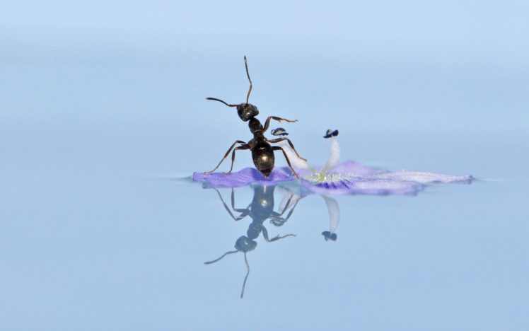 ant, Flower, Water, Reflection, Macro, Bokeh HD Wallpaper Desktop Background
