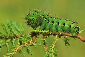 caterpillar, Branch, Close up