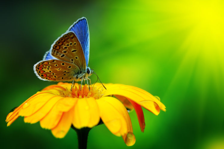 close up, Wallpaper, Butterfly, Insect, Flower, Drops, Yellow, Green, Brigh HD Wallpaper Desktop Background