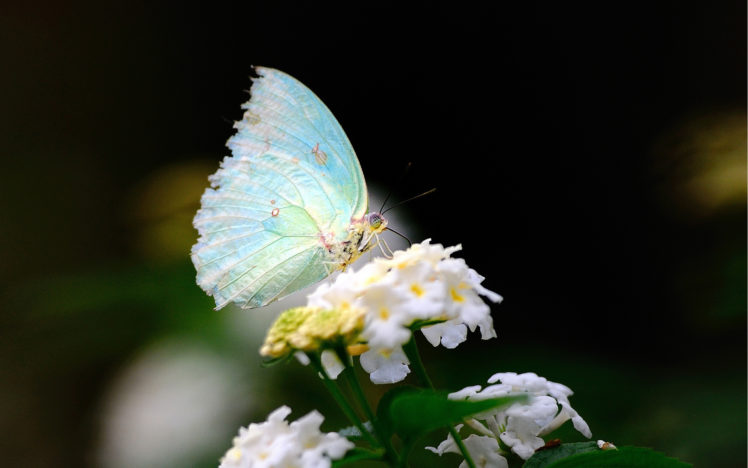 close up, Flower, White, Wings, Butterfly HD Wallpaper Desktop Background