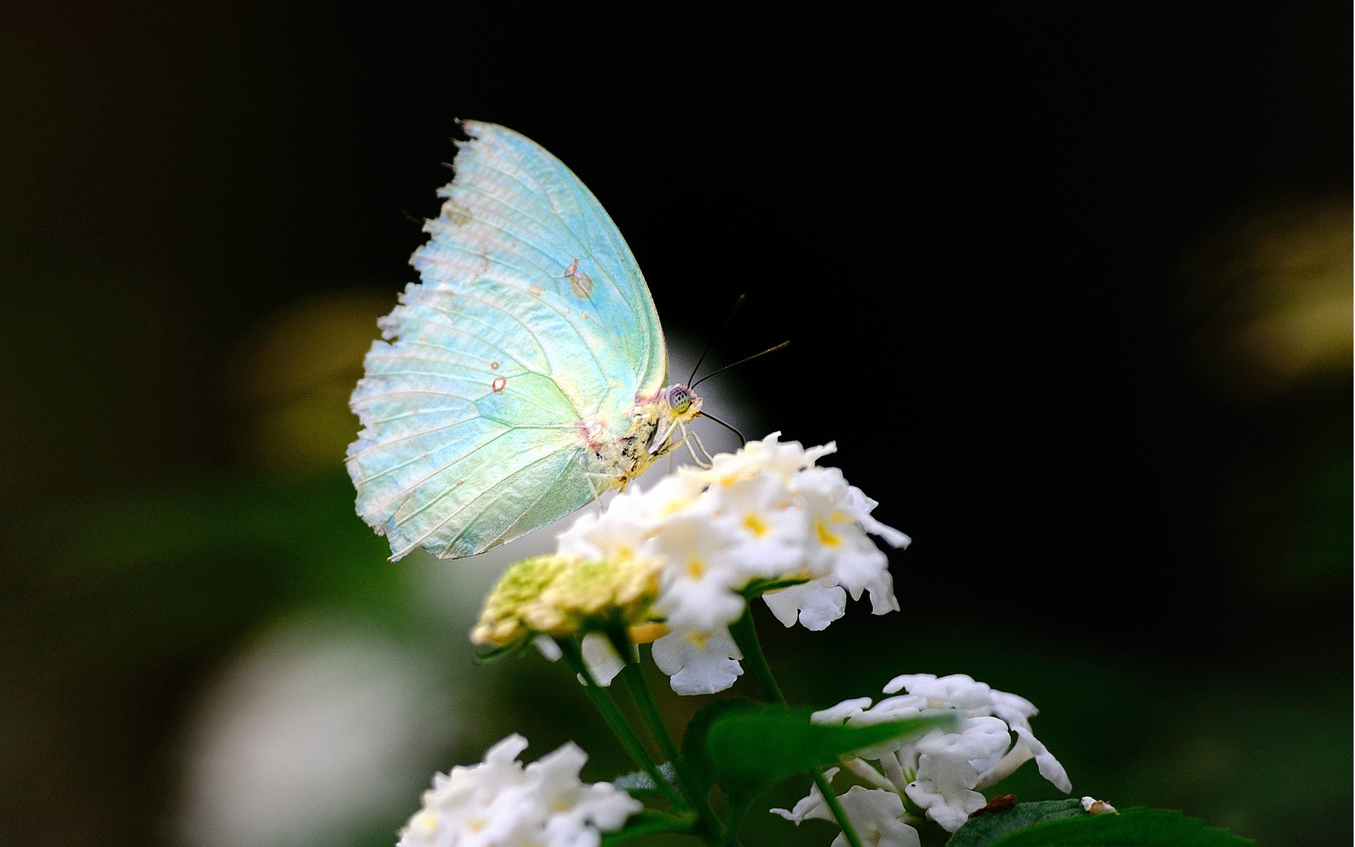 close up, Flower, White, Wings, Butterfly Wallpaper