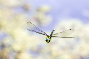 dragonfly, Bug, Macro