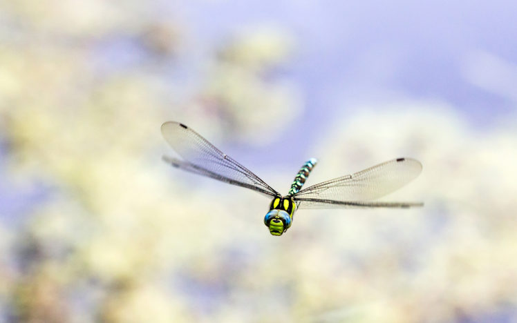 dragonfly, Bug, Macro HD Wallpaper Desktop Background