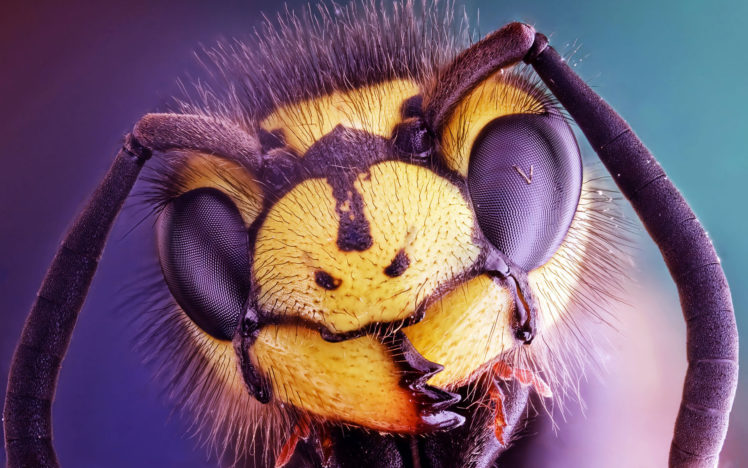 insect, Macro, Head, Eyes, Face, Eyes HD Wallpaper Desktop Background